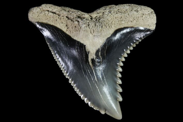Hemipristis Shark Tooth Fossil - Virginia #96553